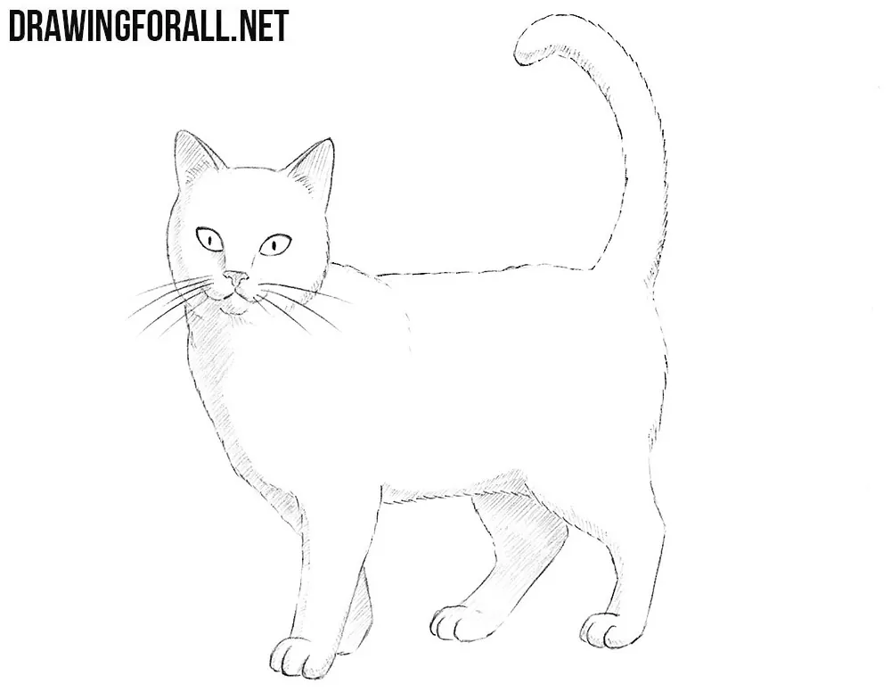 How to draw a cat