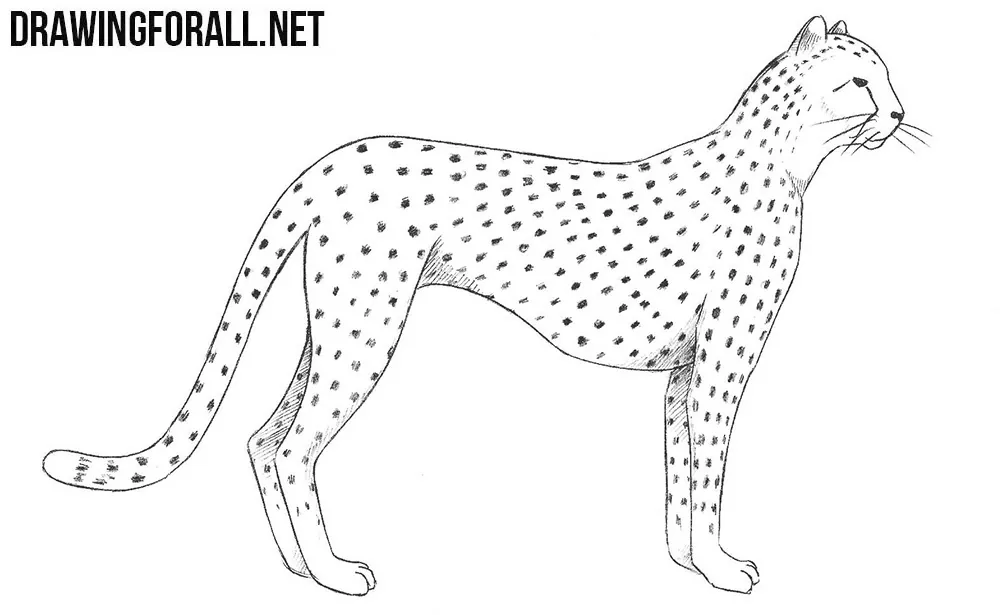 How to draw a cheetah