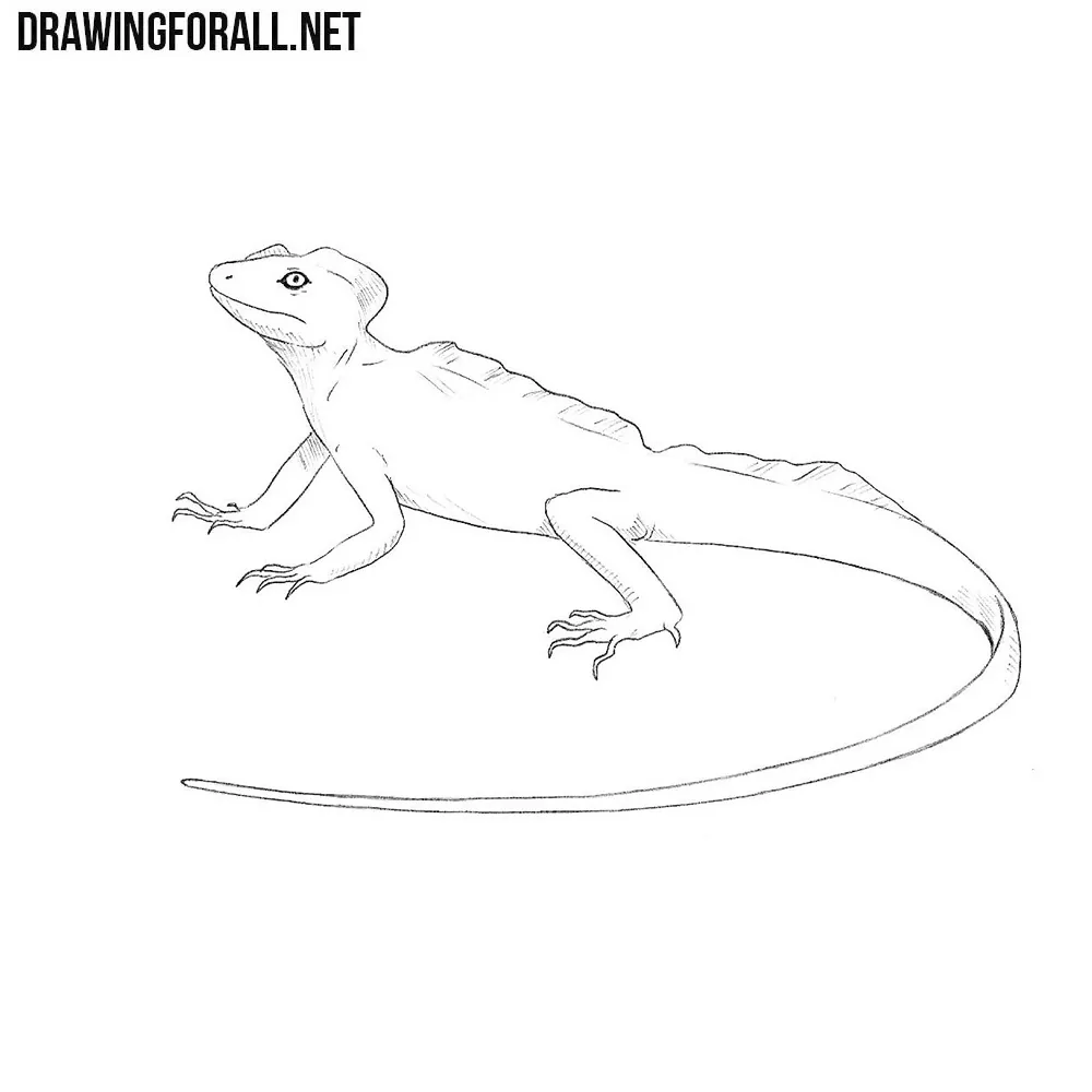 How to Draw a Basilisk Lizard