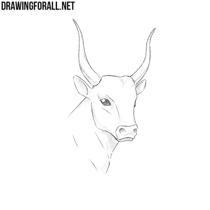 How to draw a bull head | Drawingforall.net