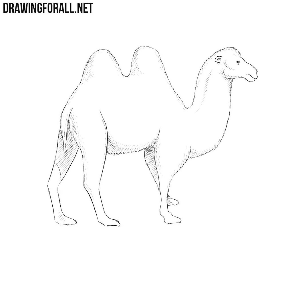 How to Draw a Camel