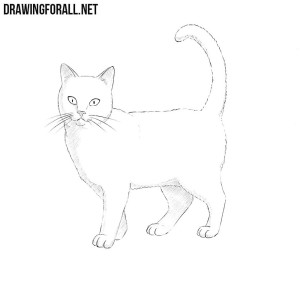 How to draw a cat