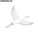 How to Draw a Crane Bird