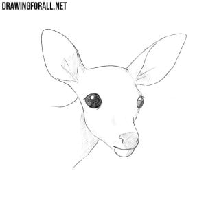 How to draw a deer head