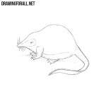 How to Draw a Desman