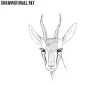 How to Draw a Gazelle Head