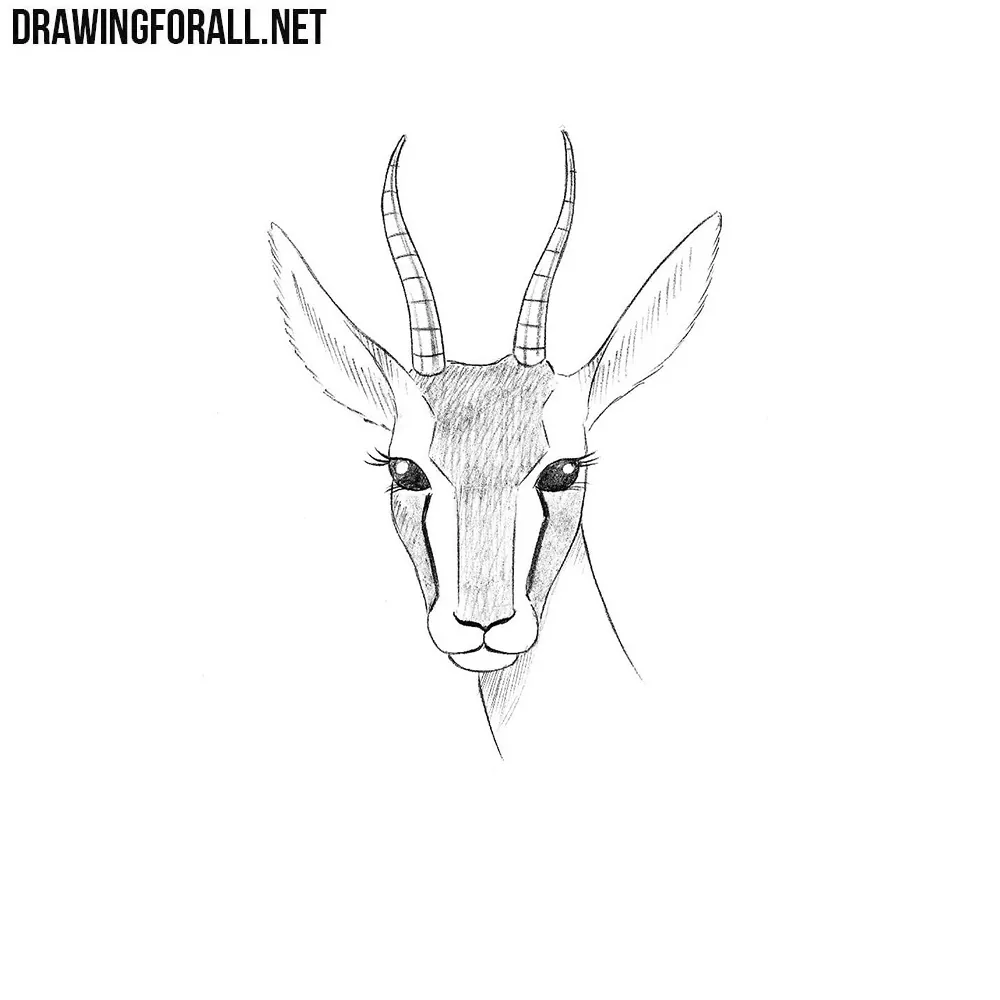 How to Draw a Gazelle Head