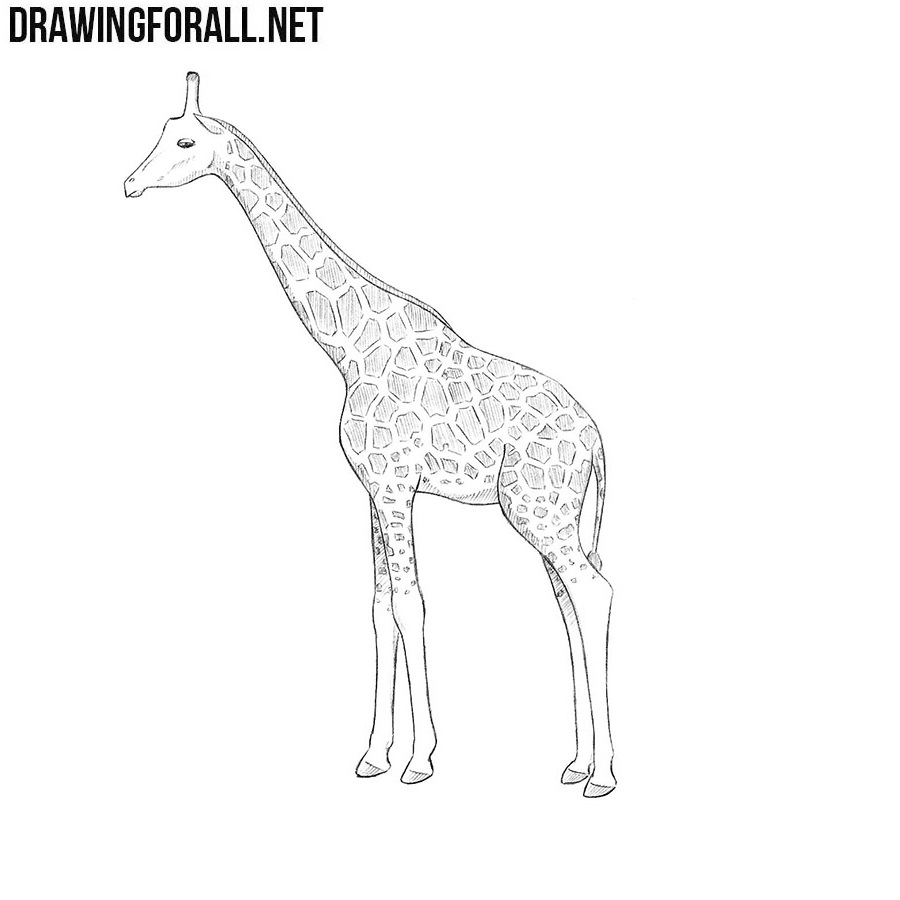 Funny giraffe, sketch for your design - Stock Illustration [58550978] -  PIXTA
