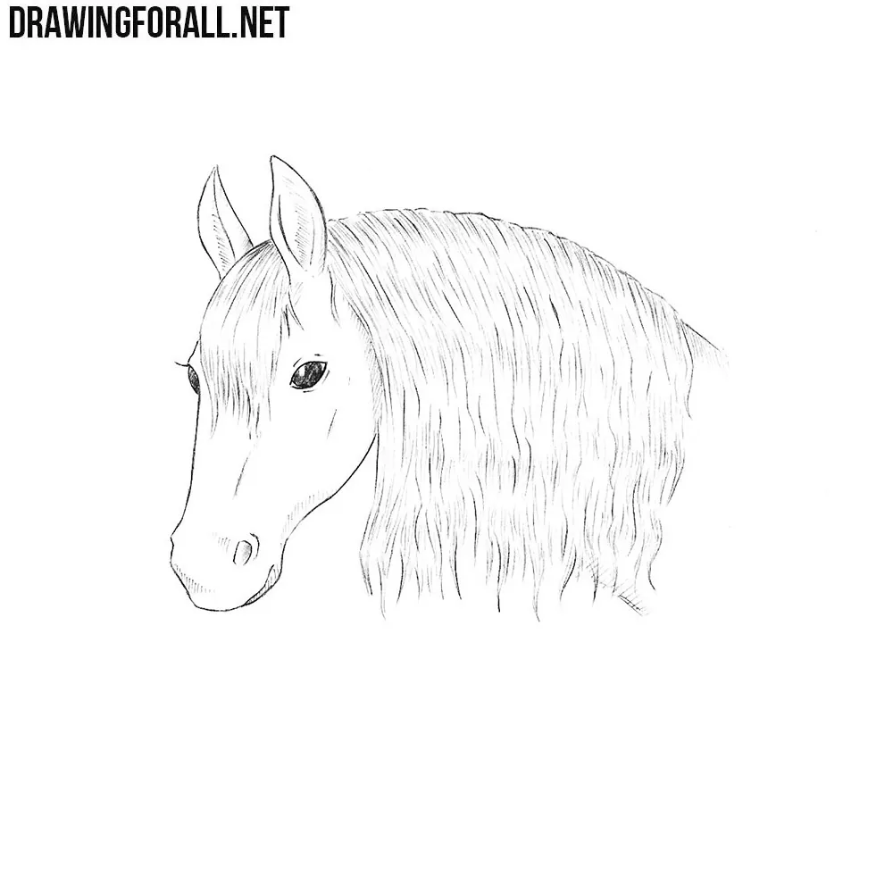 How to Draw a Horse Head Step by Step - Easy - Narrated - YouTube