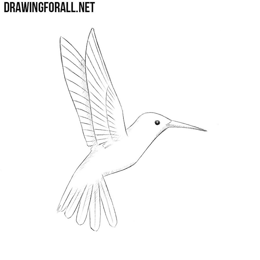 draw bird hummingbird humming drawingforall