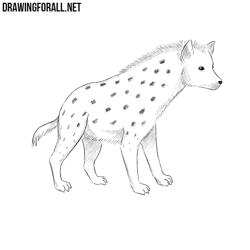 Premium Vector  Graphical vintage sketch of hyena vector illustration