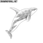How to Draw a Killer Whale