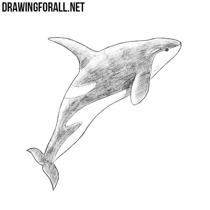 How to Draw a Blue Whale - Easy Drawing Tutorial For Kids