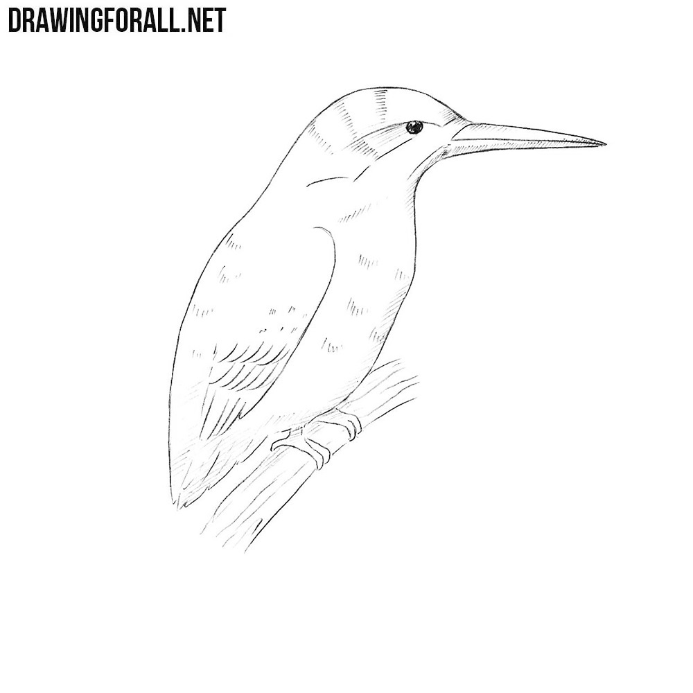 How to Draw a Kingfisher