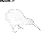 How to Draw a Kiwi Bird