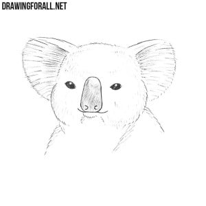 How to draw a koala head