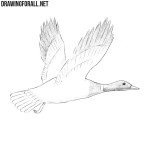 How to Draw a Mallard