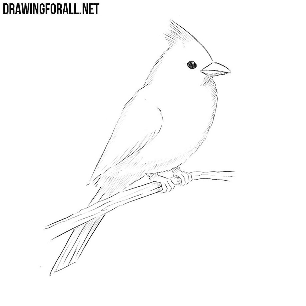 How to Draw a Northern Cardinal | Drawingforall.net