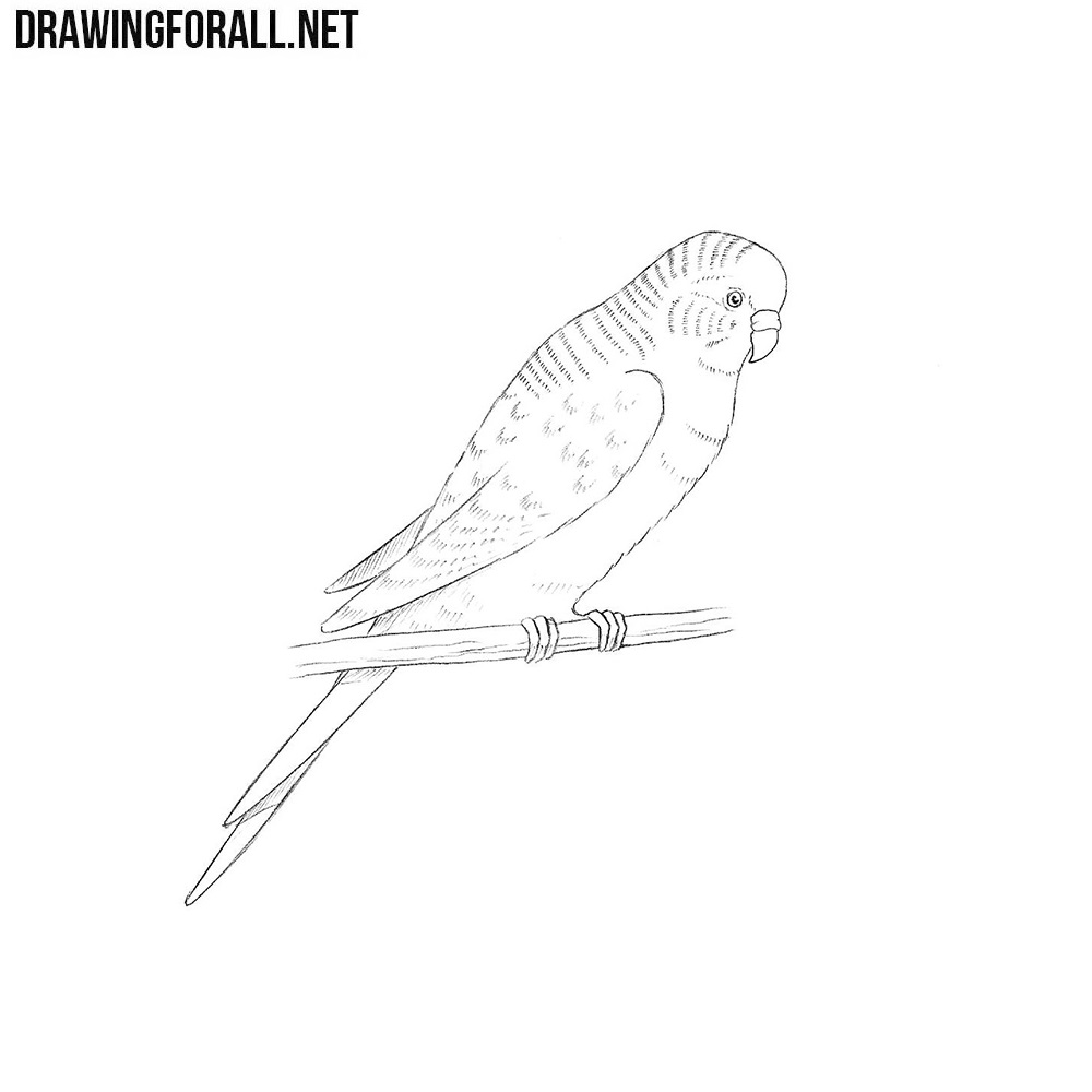 🦜✏️learn how to draw parrot drawing easy for kids