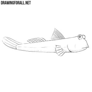 How to Draw a Periophthalmus