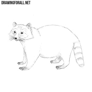 How to Draw a Raccoon