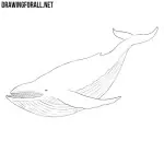 How to Draw a Whale
