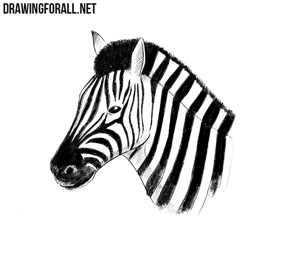 How to Draw a Zebra Head | Drawingforall.net