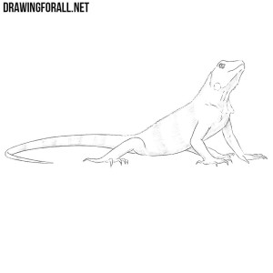 How to Draw an Iguana