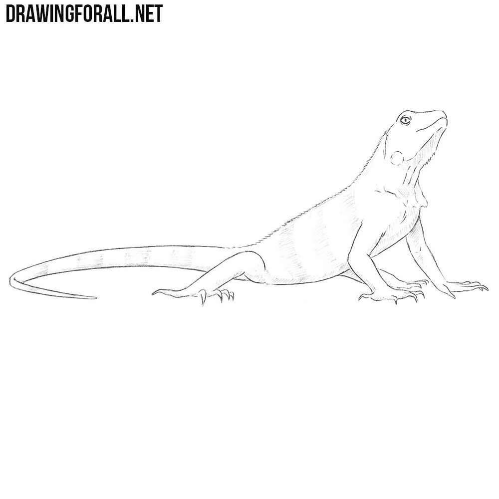 How to Draw an Iguana | Drawingforall.net
