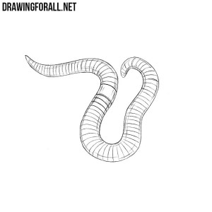 how to draw a worm
