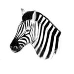 How to Draw a Zebra Head