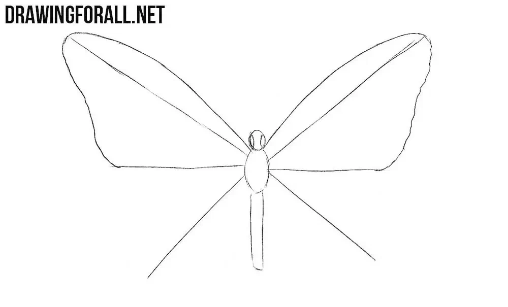 butterfly drawing