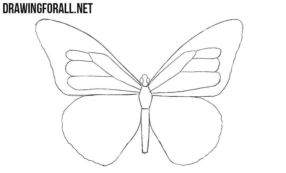 butterfly wings drawing