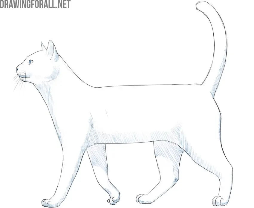 Draw shadows on the cat body