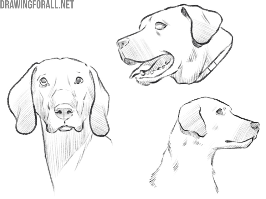 examples of dog head drawing variations from different angles