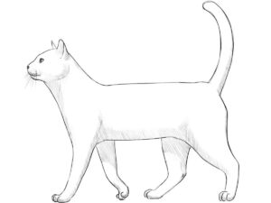 how to draw a cat featured image