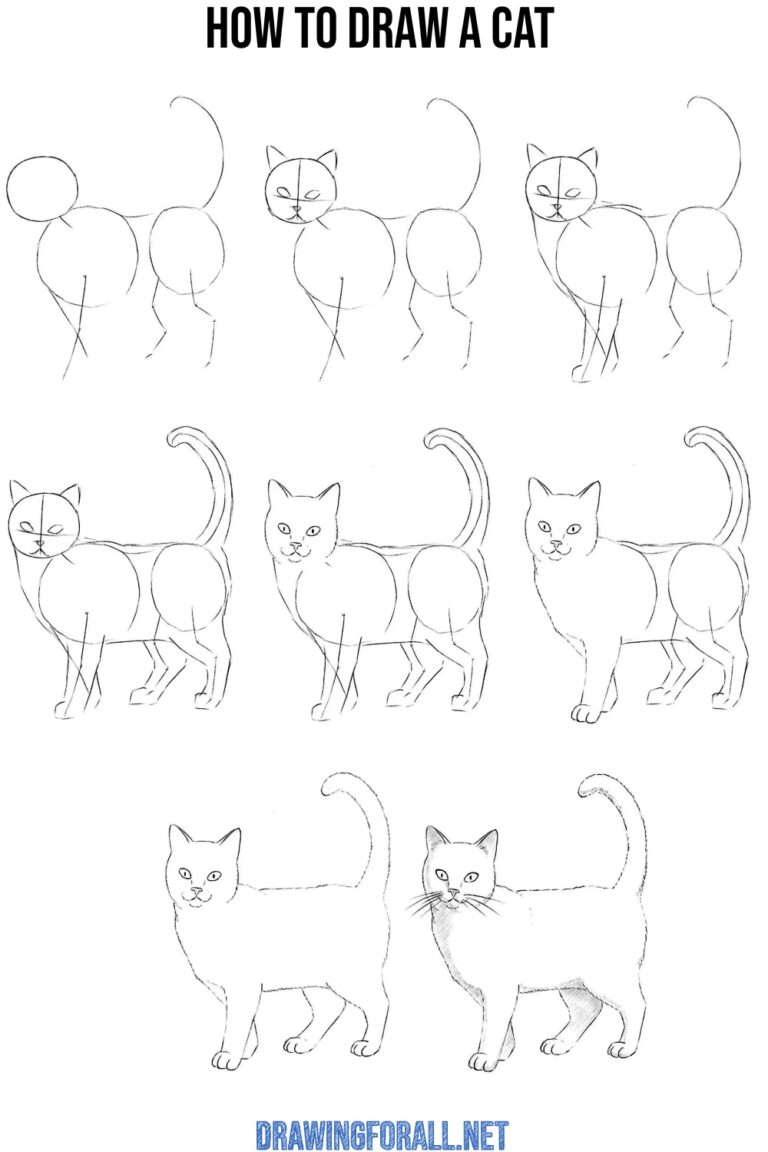 How to Draw a Cat - Drawingforall.net