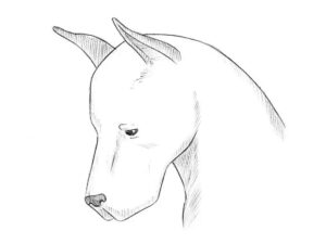 how to draw a dog head featured image