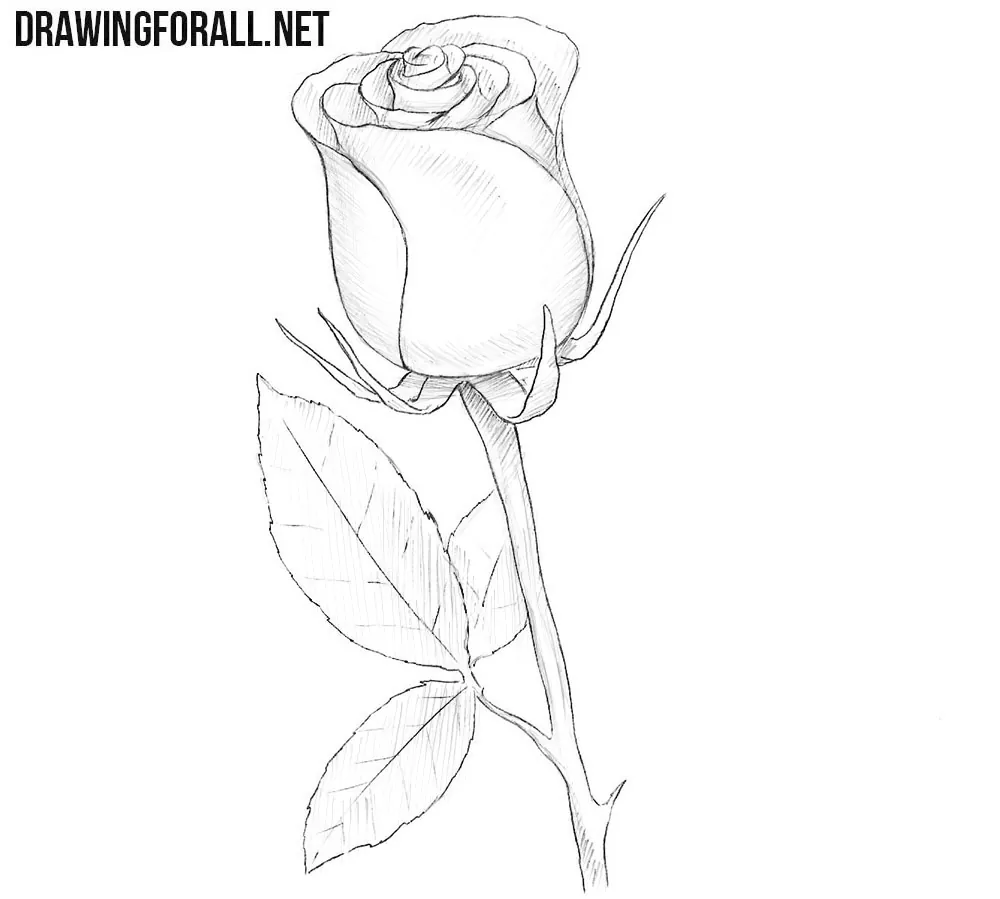 Rose drawing