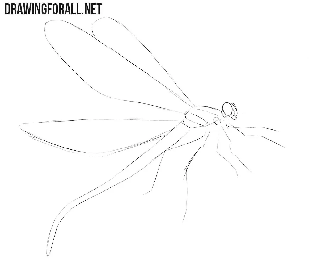 Learn how to draw a dragonfly
