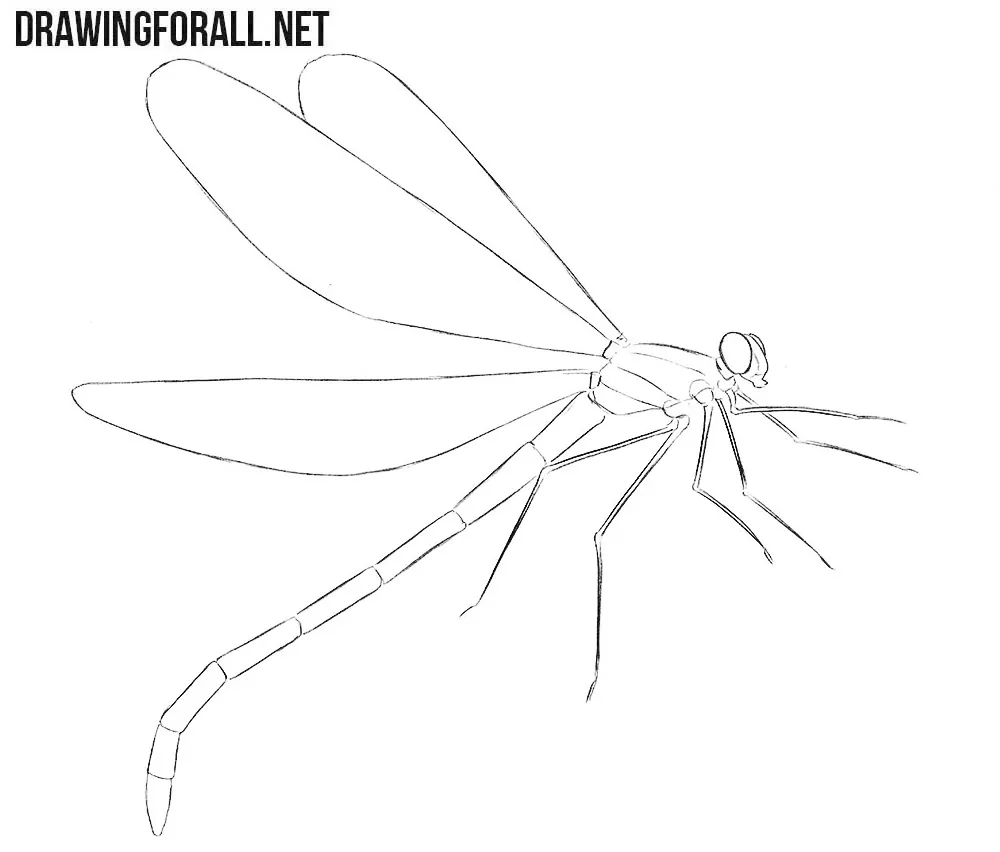 Dragonfly drawing tutorial