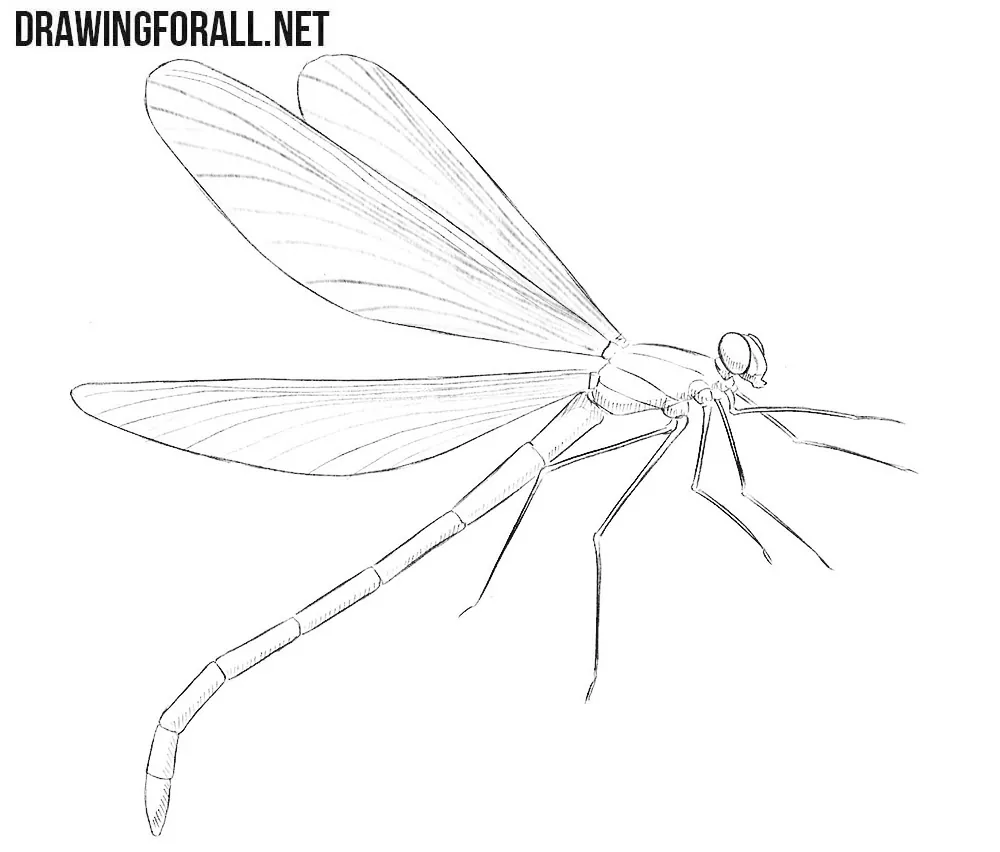 How to draw a dragonfly