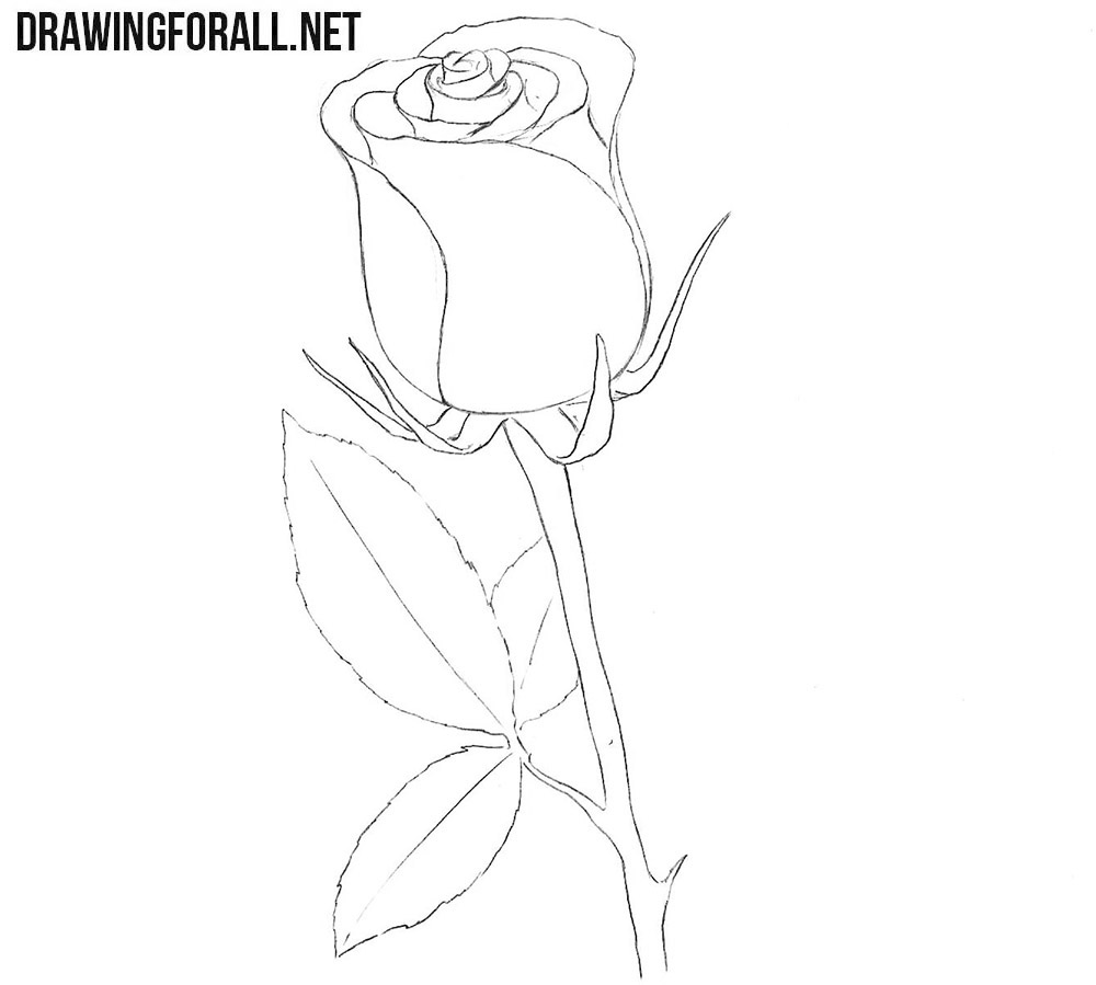 Rose easy drawing