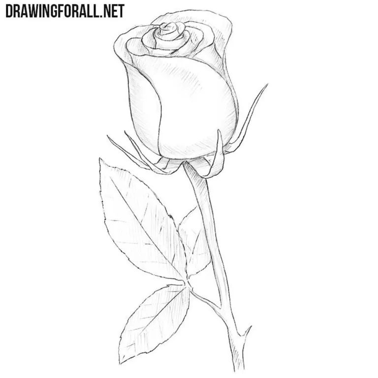 How to Draw a Rose Easy