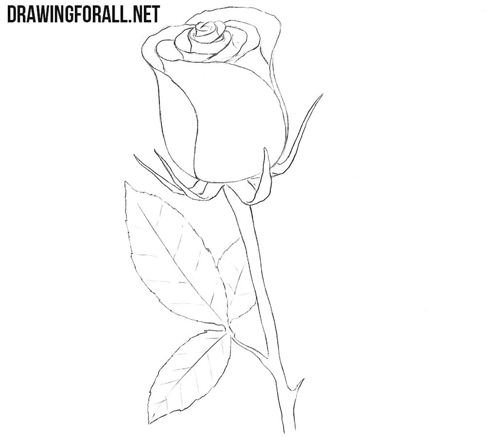Sketch the veins and refine the rose