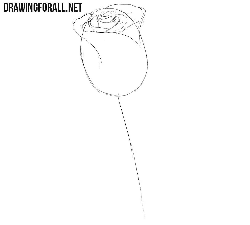 Draw the closed rose outer petals