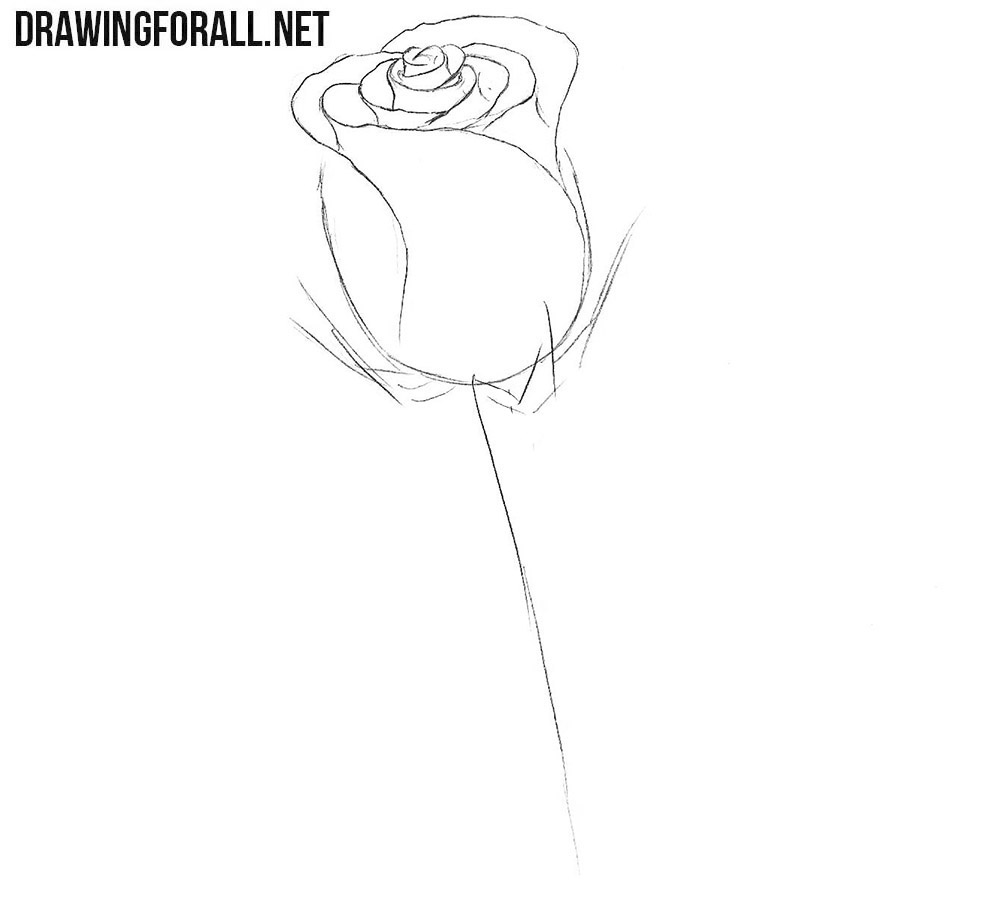 Sketch the sepals around the rosebud