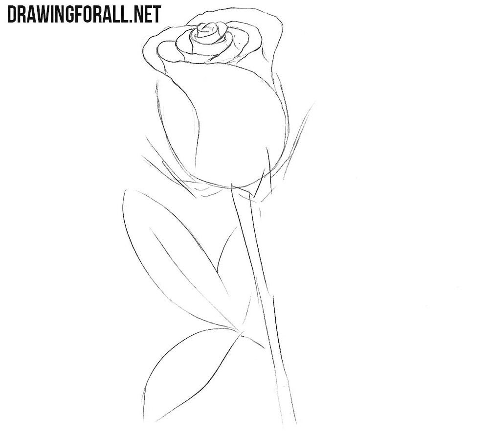 Sketch the stem and rose leaves