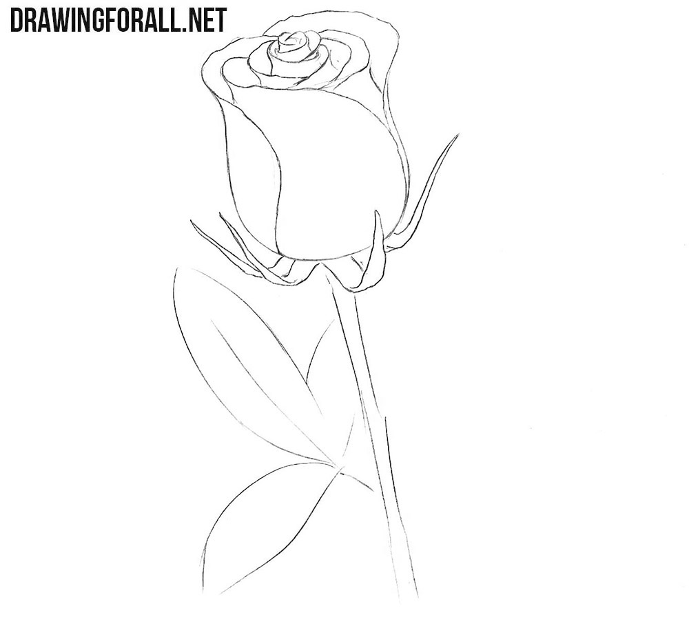 Refine the sepals of the closed rose