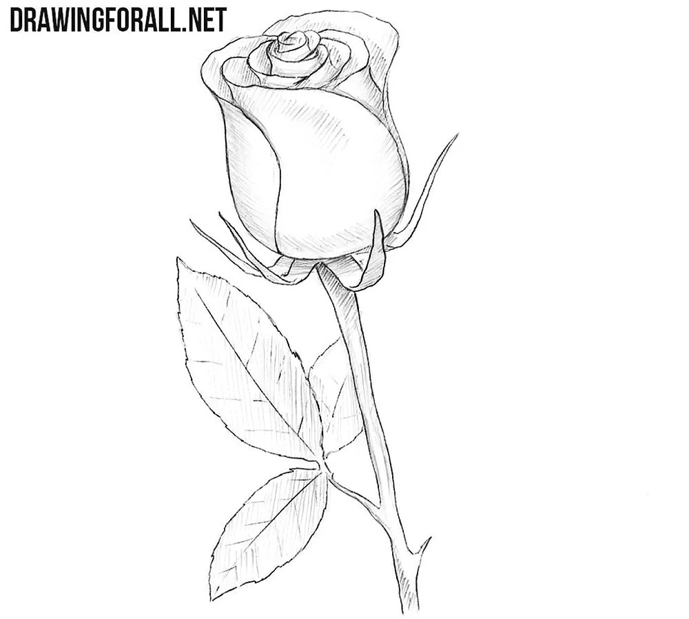 Finalize the closed rose drawing